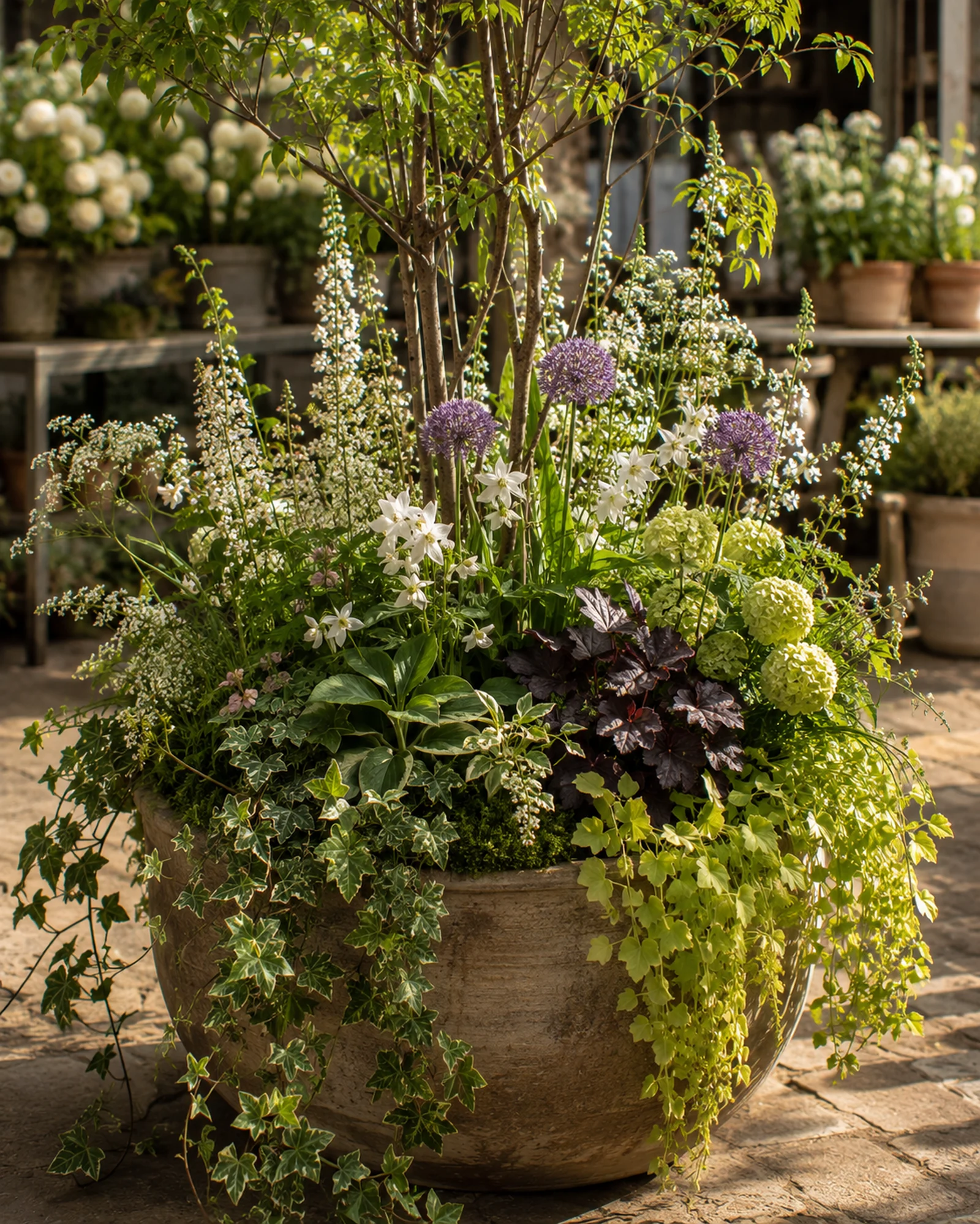 Terracotta container planted with scented pelargoniums, herbs and edible flowers in greenhouse light.