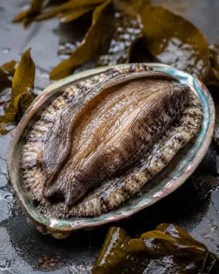 Large Live California Red Abalone from Monterey Abalone Company