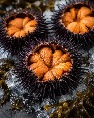 Red Sea Urchin from Pacific Rim Seafood